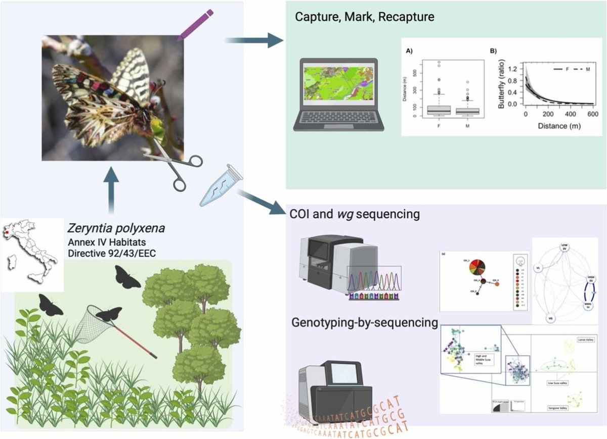 A new paper!!! Combined demographic, ecological and genetic tools reveal connectivity within a fragmented butterfly population. doi.org/10.1016/j.gecc…