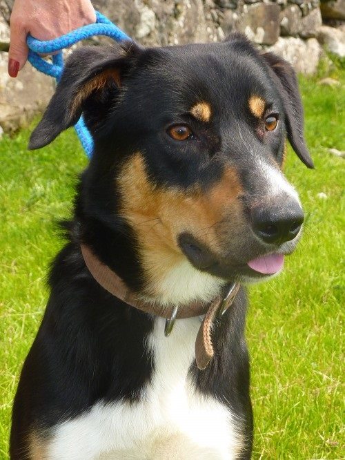 AdoptionsUk's tweet photo. Tearjerker, urgent appeal, please retweet to help Buddy find a palliative care foster home #LIVERPOOL #UK  Foster home needed, registered British Charity,@Freshfieldsresc FreshFields Rescue✅
Please share, so Buddy doesn't spend his last days in a rescue shelter⭐️⭐️⭐️⭐️⭐️
Details or apply for Buddy here👇 https://t.co/Z3SroAS3Yd
We URGENTLY need to find this handsome old chap a home!!! This will be a palliative care/permanent foster home. Close to our  Liverpool centre so we can continue veterinary care .You could do something amazing and life-changing by fostering Buddy! Please get in touch with our kennels team at kennels@freshfields.org.uk ASAP or just share to help Buddy find the right person. 
Admitted - 11/07/2024
Breed / Type - Cross #Huntaway
Sex - Male
Age - 12 years+/-
Colour - Tri colour
Vaccinated - No but will restart whilst with us.
Neutered - Yes
Used to Kids - No
Used to Cats - No
Used to Dogs - No
Toilet Trained - Yes
History of Biting - No
 #Huntaway #dogs #dog #animals #PetCrisisUK #Wirral #Merseyside #pets #pet #adoptdontshop #Rescuedogs #England