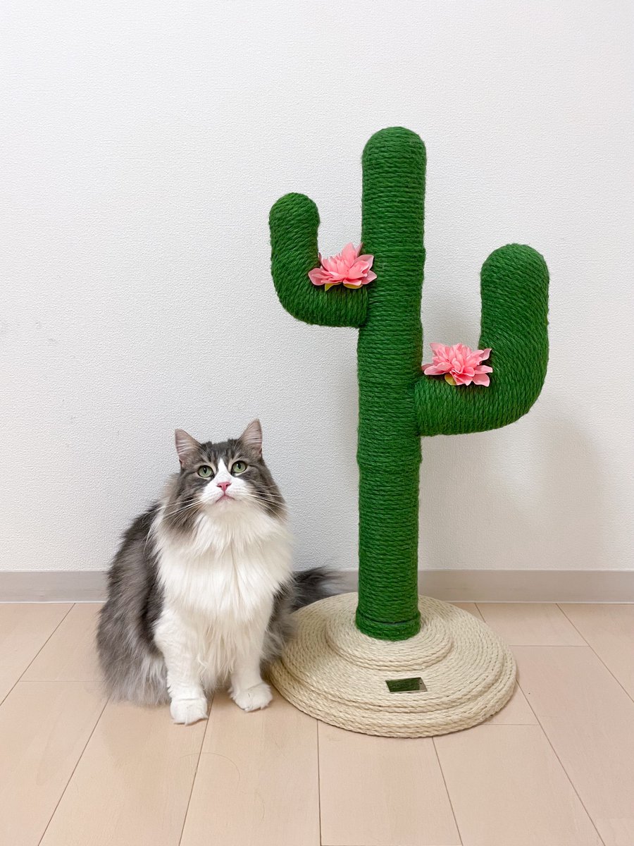 okapi1120's tweet photo. 澪ちゃんとサボテンダー🌵
#猫かわいいね
#VETRESKA
#ベトレスカ https://t.co/dMxIWEYpiW