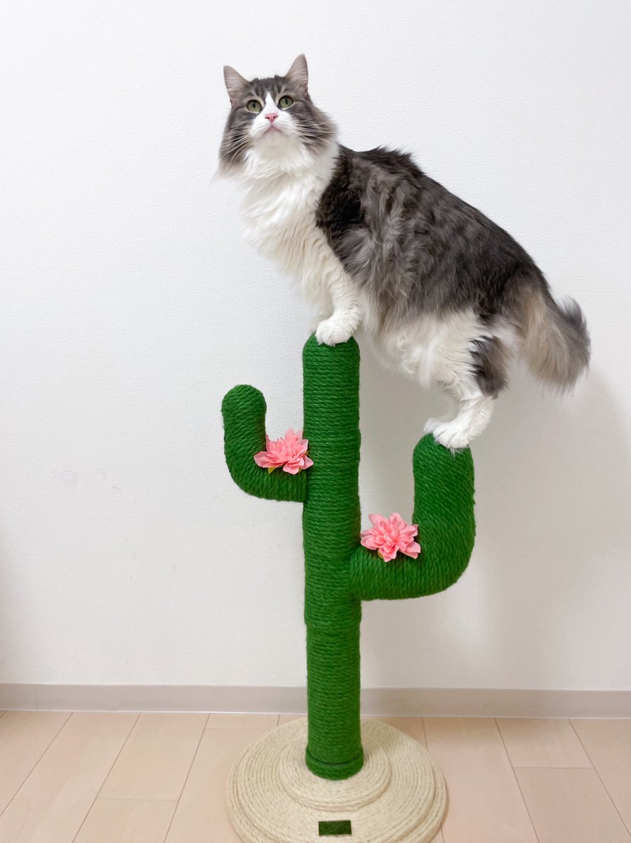 okapi1120's tweet photo. 澪ちゃんとサボテンダー🌵
#猫かわいいね
#VETRESKA
#ベトレスカ https://t.co/dMxIWEYpiW