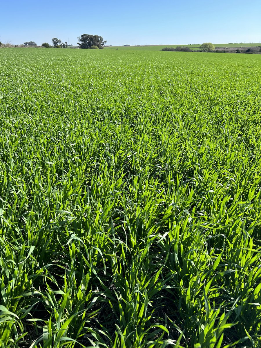 Santiago Bayce tweet media