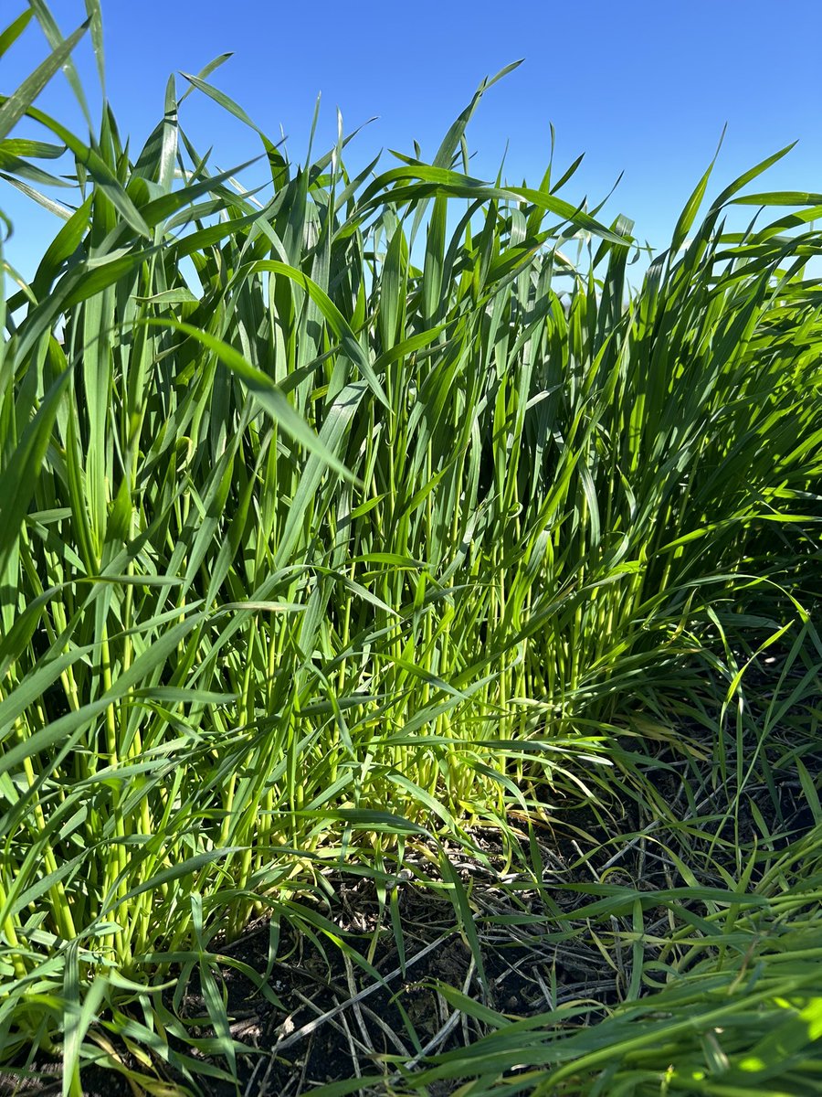 Santiago Bayce tweet media