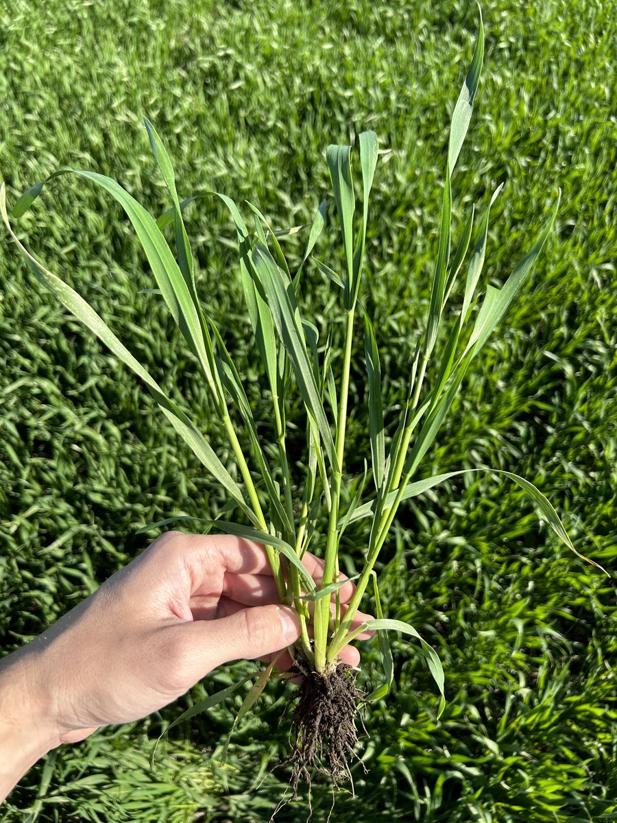 Santiago Bayce tweet media