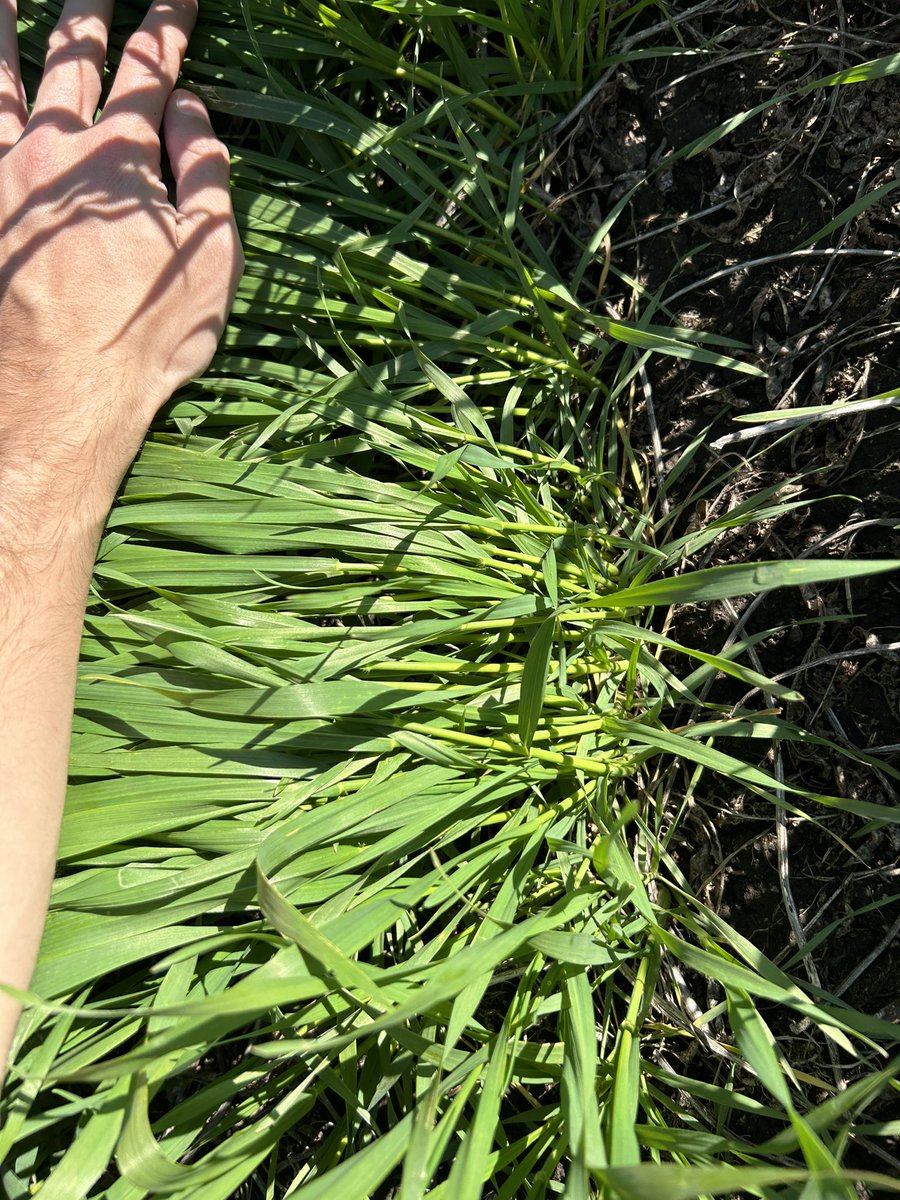 Santiago Bayce tweet media