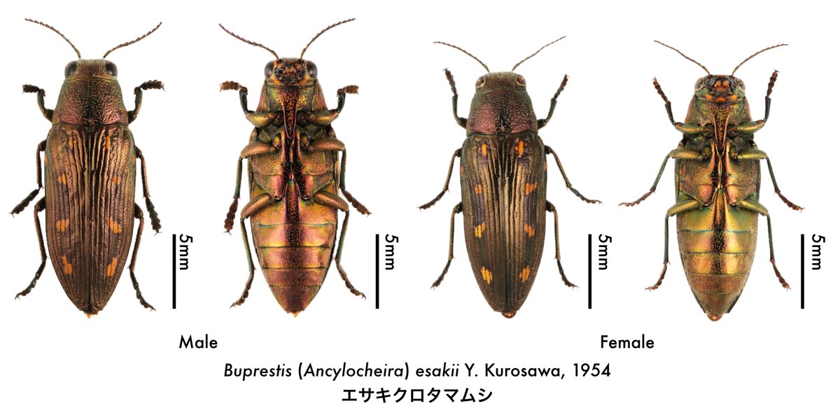 エサキクロタマムシ Buprestis (Ancylocheira) esakii Y. Kurosawa