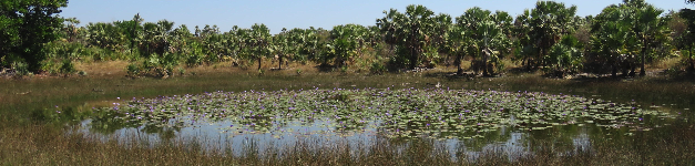 📢You can still register for phase 2 of the <a href="/diverse_K/">DiverseK</a>  workshop on "Synergy between palaeo-scientists and stakeholders for biodiversity conservation in Madagascar and its surrounding islands" from 24-26 September (Madagascar and hybrid) until 15 Sept! 
👉pastglobalchanges.org/calendar/137812
