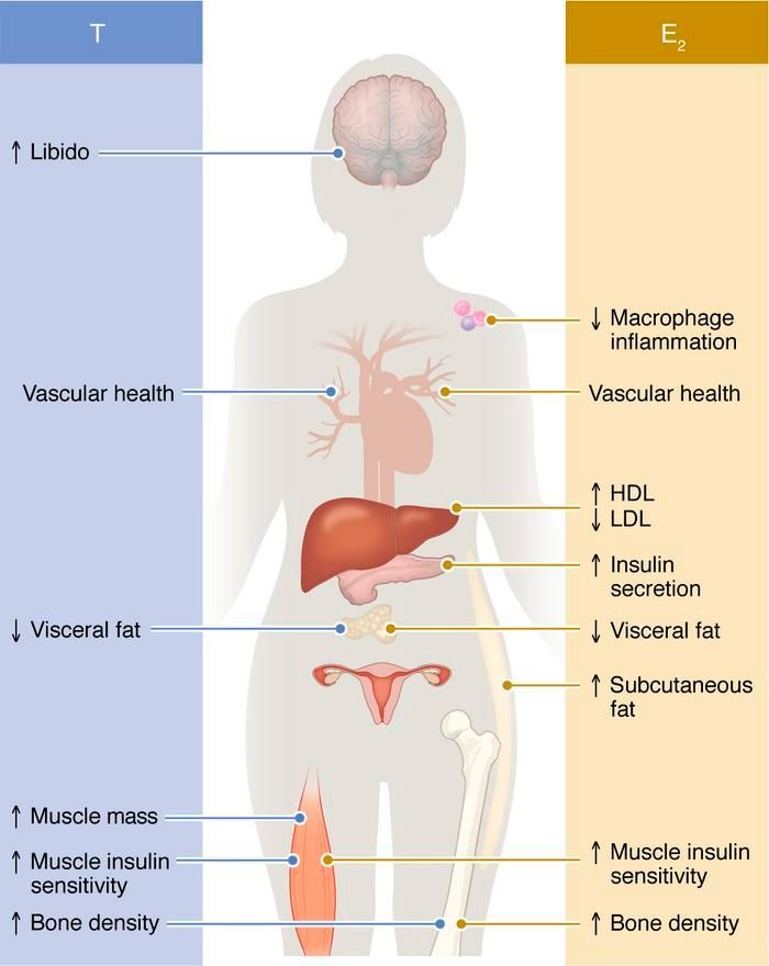 ASCI (@the_asci) on Twitter photo How do sex hormones support metabolism? jci.org/articles/view/…
ASCI member <a href="/FMauvaisJarvis/">Franck Mauvais-Jarvis</a> <a href="/TulaneMedicine/">Tulane Medicine</a> describes how estrogens and testosterone play important roles in female and male metabolic homeostasis in JCI's review series on Sex Differences in Medicine. How do sex hormones support metabolism? jci.org/articles/view/…
ASCI member <a href="/FMauvaisJarvis/">Franck Mauvais-Jarvis</a> <a href="/TulaneMedicine/">Tulane Medicine</a> describes how estrogens and testosterone play important roles in female and male metabolic homeostasis in JCI's review series on Sex Differences in Medicine.
