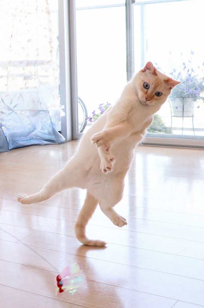 これかな？

#二度と撮れない画像を貼れ