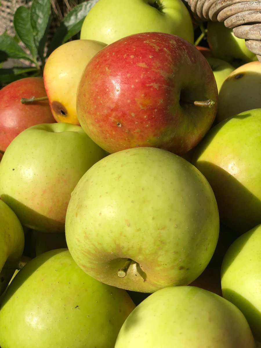 frank_wal's tweet photo. Het is goed rusten na de 🍎 🍏 oogst
#weekendthrowback #jewordtouderpapa https://t.co/tN6NuXAsPP