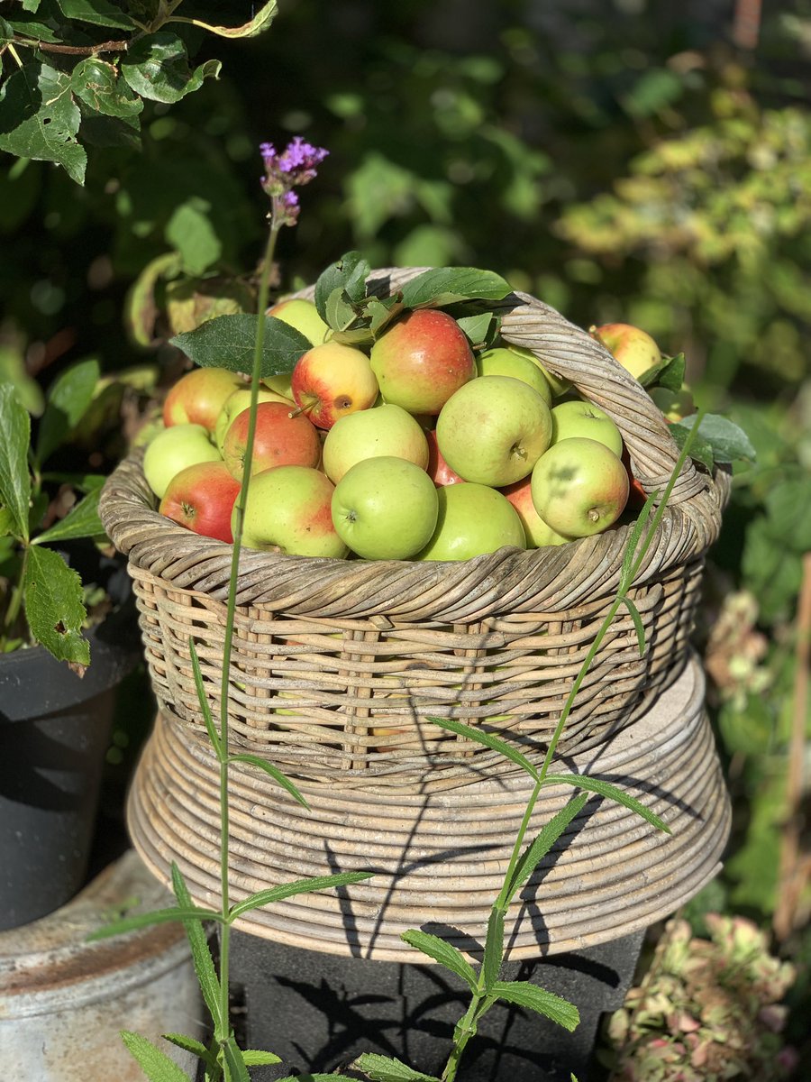 frank_wal's tweet photo. Het is goed rusten na de 🍎 🍏 oogst
#weekendthrowback #jewordtouderpapa https://t.co/tN6NuXAsPP