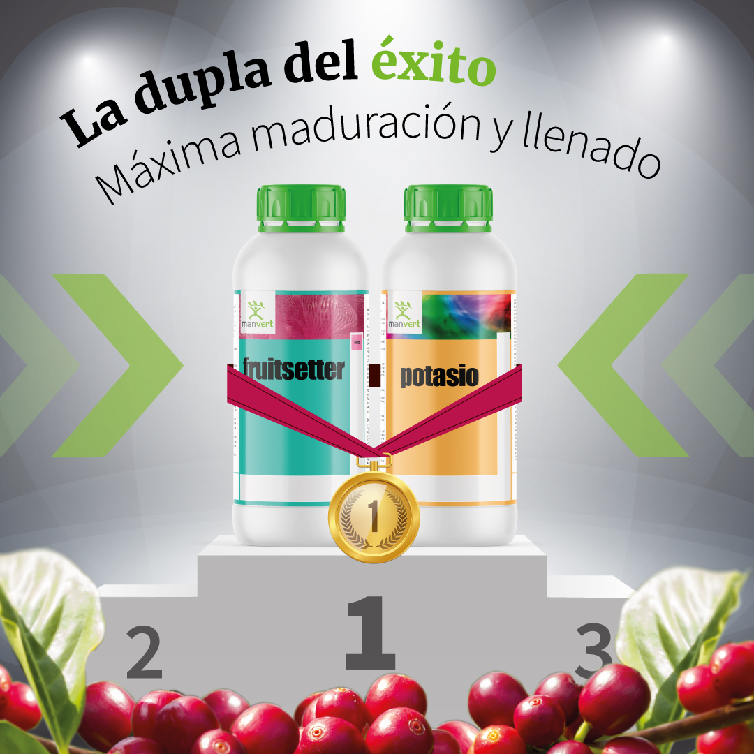 manvert_'s tweet image. Logre una mayor maduración y llenado en café con las #manvertSolutions: manvert fruitsetter + manvert potasio🚀

Para más información contacte con nuestros asesores📲bit.ly/3RloILA