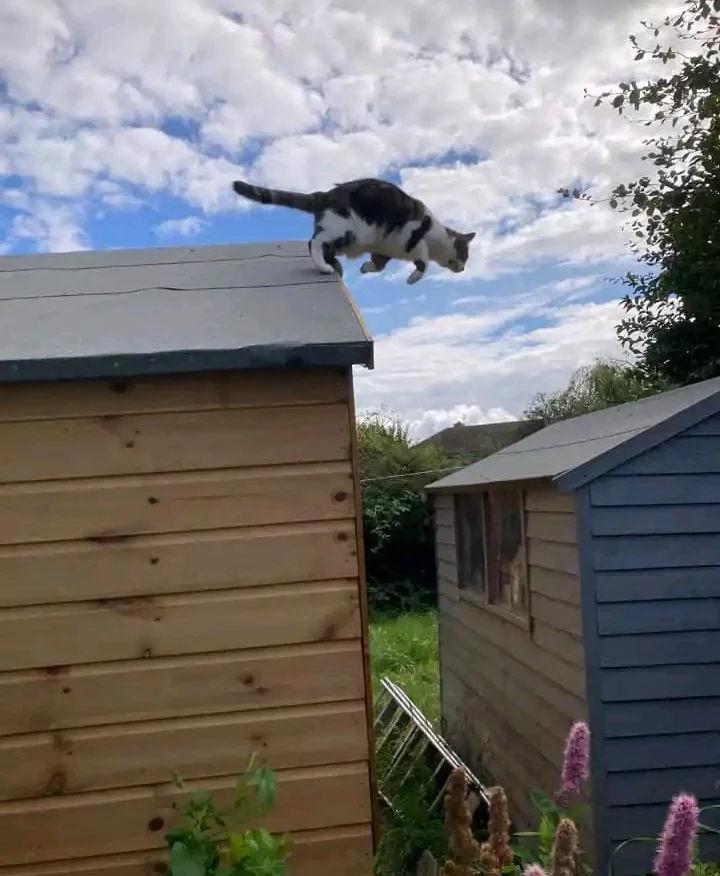 CAdoni90s's tweet image. Tilly crazy behavior got me worried sometimes