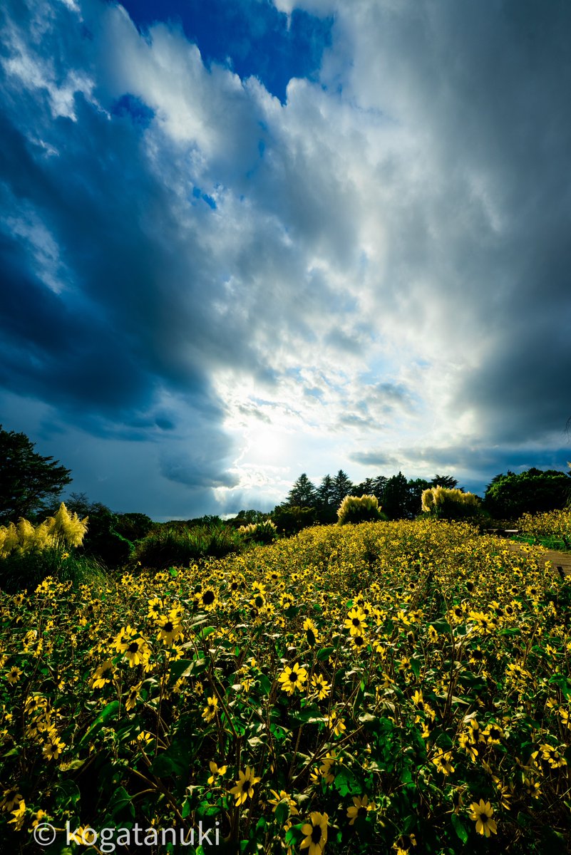 kogatanuki's tweet photo. 夏の終わりに
輝ひて
#sunflowers
#昭和記念公園
#Nikom Z5
Z 14-24mm f2.8S
Lightroom https://t.co/0x4iymrYiH
