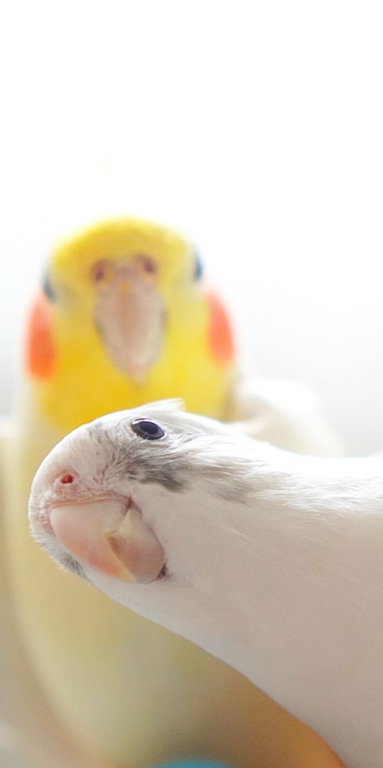 ピント泥棒
#TLに可愛い鳥を流そう