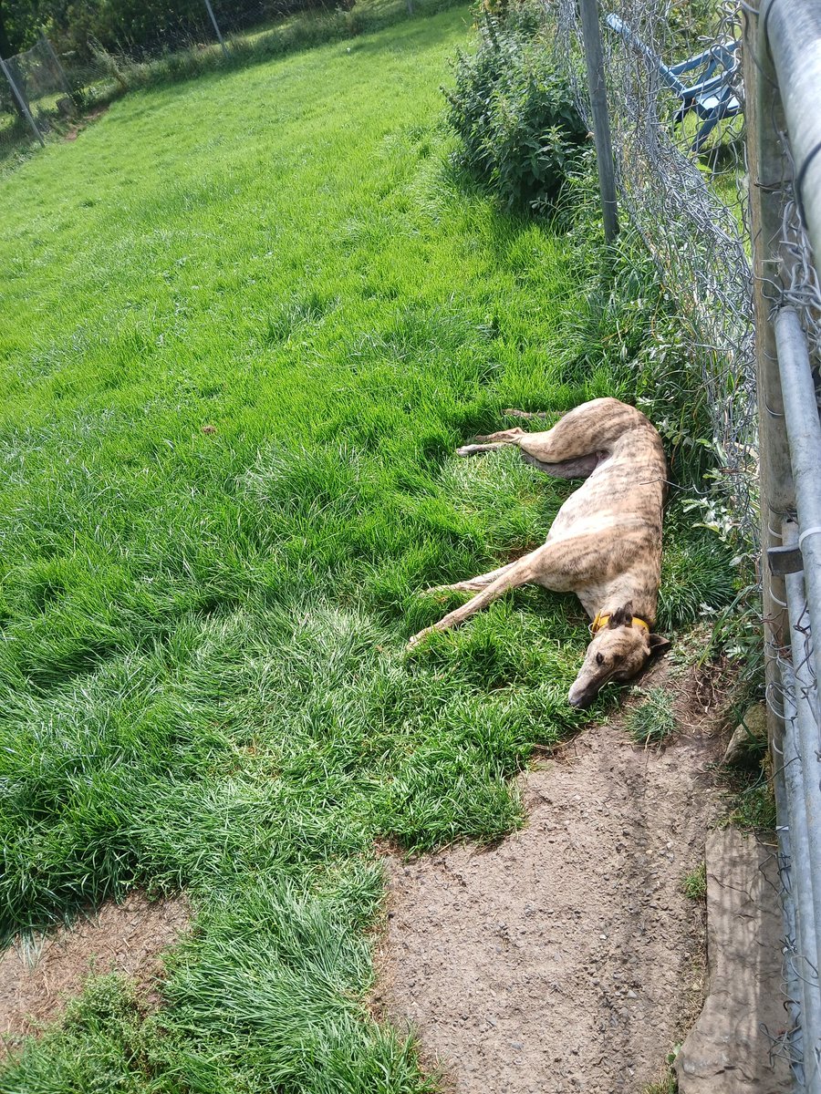 MickoconnellO's tweet photo. @LiamSwe49890536 Bodens sister taking life easy🤣💪 https://t.co/d1Er8umKWN