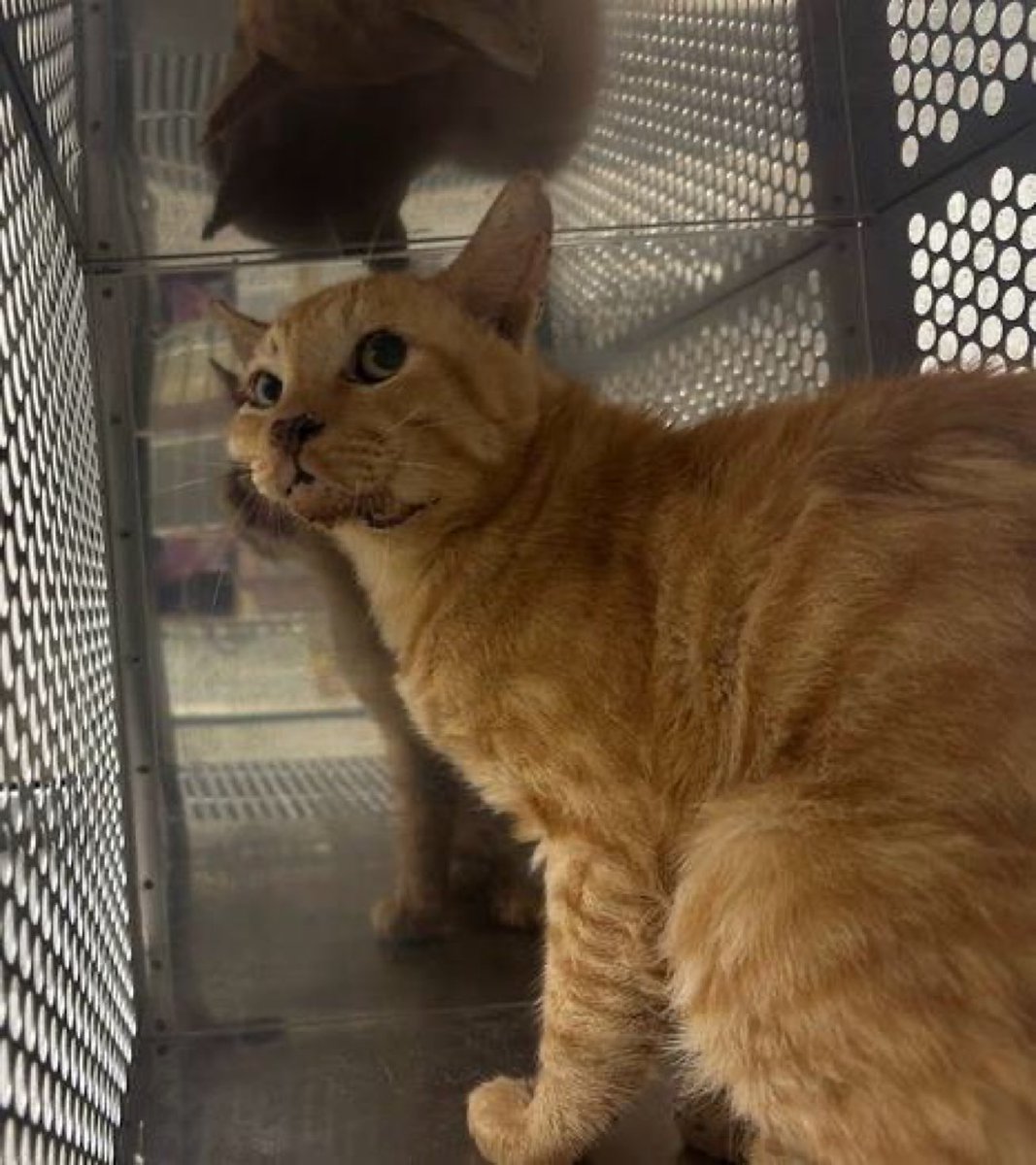 ちゃとら - Search / X