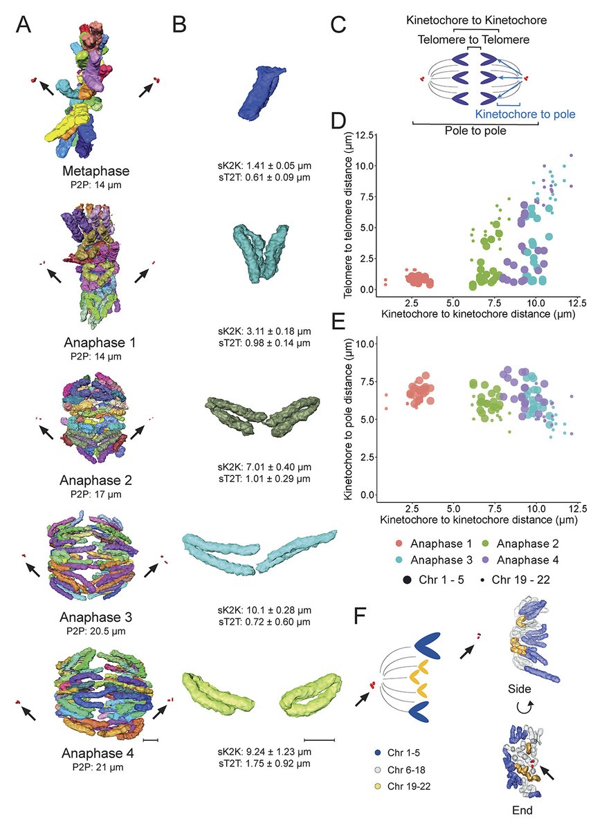 Journal of Cell Biology (@jcellbiol) on Twitter photo #Chromosomes in early prometaphase are longer, have a more granular surface, and lack a primary constriction. From Cisneros-Soberanis, Simpson, Earnshaw et al. @WTcell: hubs.la/Q02Mx5G40
#StructuralBiology #Mitosis #CellDivision #Chromosomes in early prometaphase are longer, have a more granular surface, and lack a primary constriction. From Cisneros-Soberanis, Simpson, Earnshaw et al. @WTcell: hubs.la/Q02Mx5G40
#StructuralBiology #Mitosis #CellDivision