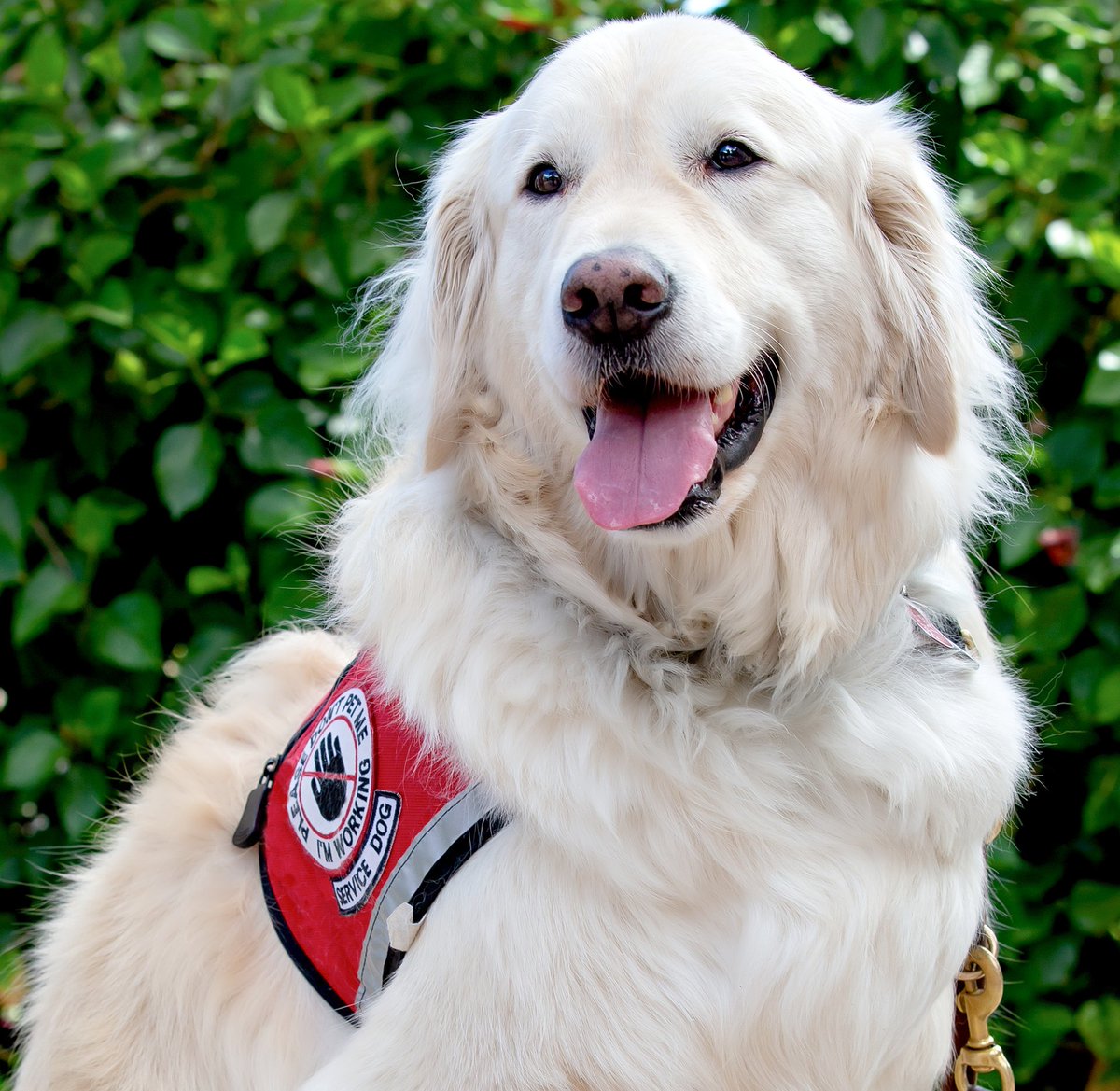 Sampson the Service Dog tweet media