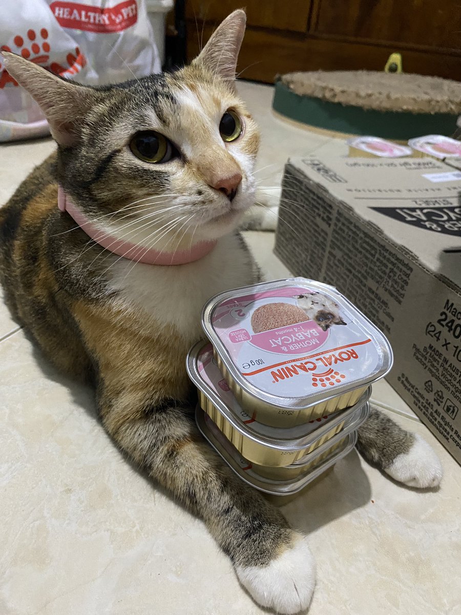 momomeowclub's tweet photo. Halo permisah, dalam rangka ccbu selesai war IIPE, ccbu ingin membagikan spoilt of war nya alias RC ini (karena kita ga mungkin habisin ini exp nya OKTOBER 2024).
Caranya dan syarat:
1) follow acc ini pastinya, RT like post
2) choose ur oshi in momomeowclub (salah ☝️ saja)
-c- https://t.co/K2p8Jf0uec