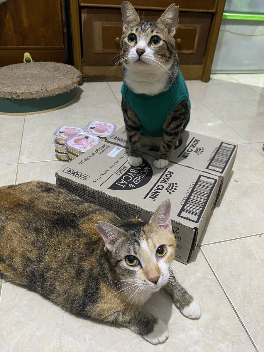 momomeowclub's tweet photo. Halo permisah, dalam rangka ccbu selesai war IIPE, ccbu ingin membagikan spoilt of war nya alias RC ini (karena kita ga mungkin habisin ini exp nya OKTOBER 2024).
Caranya dan syarat:
1) follow acc ini pastinya, RT like post
2) choose ur oshi in momomeowclub (salah ☝️ saja)
-c- https://t.co/K2p8Jf0uec