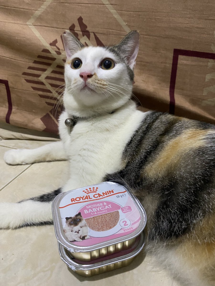 momomeowclub's tweet photo. Halo permisah, dalam rangka ccbu selesai war IIPE, ccbu ingin membagikan spoilt of war nya alias RC ini (karena kita ga mungkin habisin ini exp nya OKTOBER 2024).
Caranya dan syarat:
1) follow acc ini pastinya, RT like post
2) choose ur oshi in momomeowclub (salah ☝️ saja)
-c- https://t.co/K2p8Jf0uec
