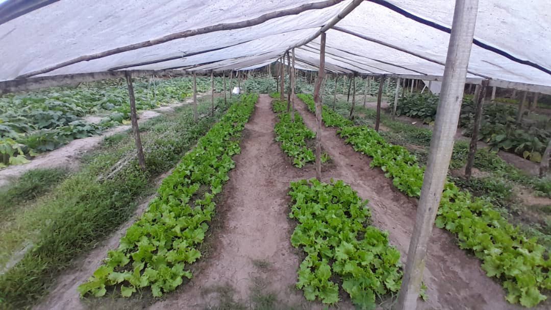 Le village agricole graine de Bolokoboué est votre institut de formation en entrepreneuriat agricole. Notre méthode 75% de pratique et 25% de théorie. Nous sommes à votre disposition. +241 07 26 82 67 ou +241 77546446 ( WhatsApp) nos activités en images.