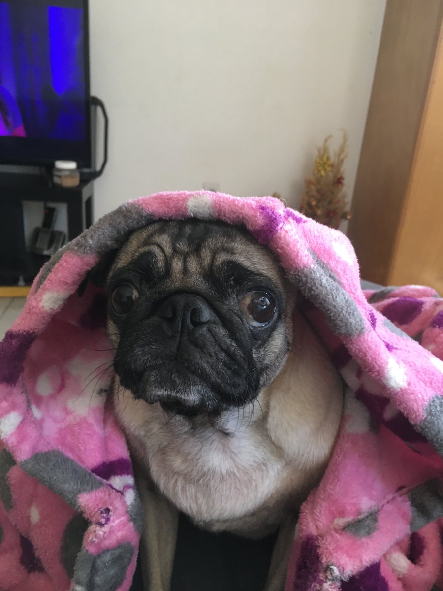 sortizve's tweet photo. @PonchoYezka @Oye897 Cuando de presumir #MiMascota se trata, siempre muestro a mi hija perruna Lulu. Ya con 8 años a nuestro lado.#FelizLunesATodos saludos al equipo Debraye https://t.co/YKBcmrGY0I