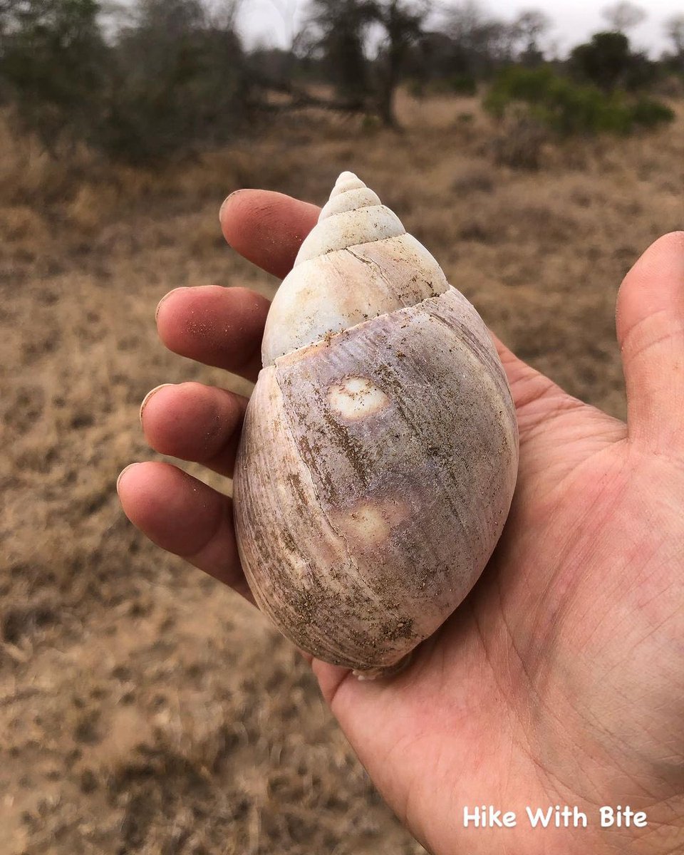 Hikewithbite's tweet photo. Shell from a Giant Land Snail ๐
๐ฅพ Follow @hikewithbite for more exciting adventures
#africa #photography #wildlife #african #southafrica #ghana #southafrica #kenya #safari #art #photooftheday #tanzania #travelphotography #usa #wildlifephotography #snail #hikewithbite https://t.co/d0MsF7R4a0