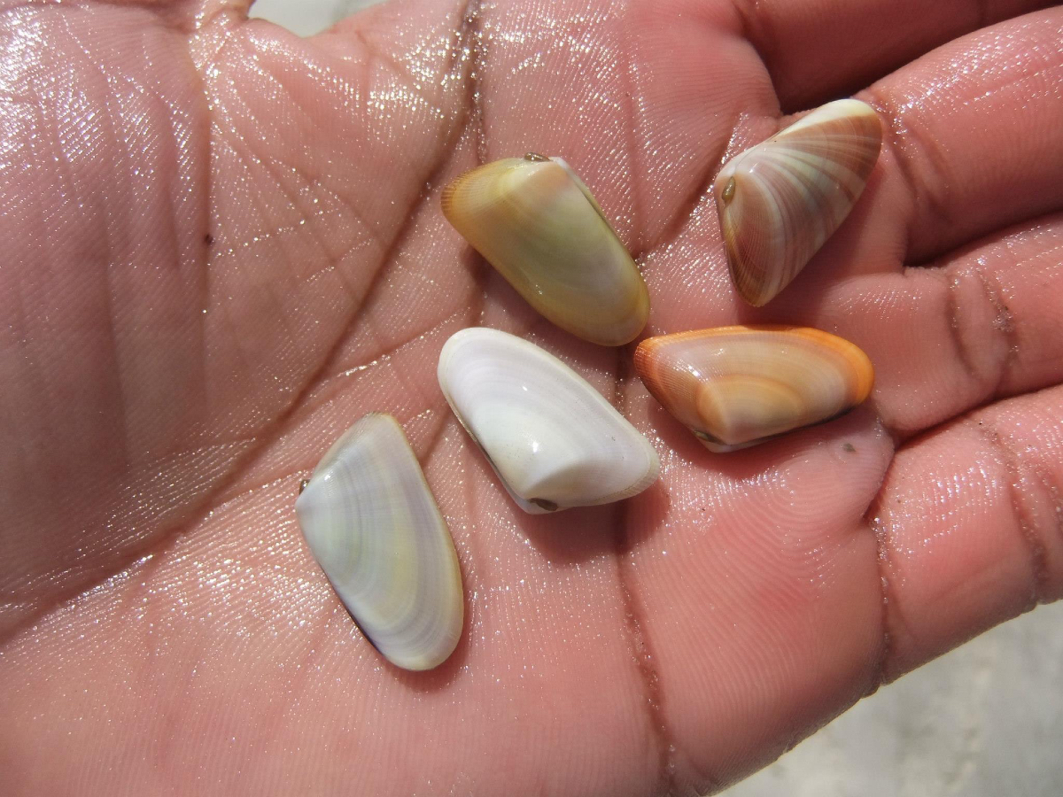 FaNClubDad's tweet photo. The pictures below are from my time as a research scientist working to ascertain the affects of the Deepwater Horizon oil spill in the fish communities of the MS Gulf Coast!

#NkrumahIsTheUltimateExplorer 
Don’t forget to vote daily!
https://t.co/yvYglmtpQg https://t.co/IxU37xc5oN