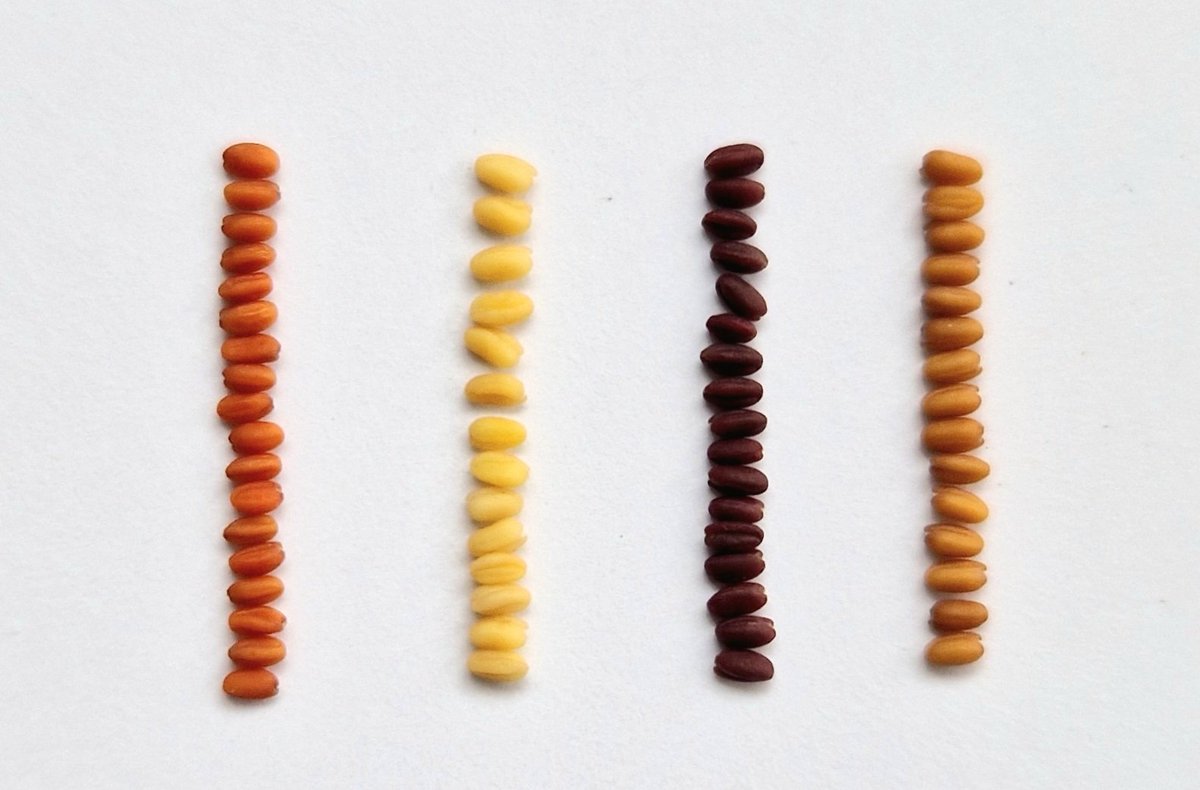 Johnathan Napier (@johnathannapie1) on Twitter photo United Colours of Camelina - some of the different seed traits we have engineered over the last few years. These are in addition to the omega-3 fish oils and confirm Camelina as an excellent chassis for engineering useful & valuable traits. <a href="/Yield10Bio/">Yield10 Bioscience</a> <a href="/UKRI_News/">UK Research and Innovation</a> United Colours of Camelina - some of the different seed traits we have engineered over the last few years. These are in addition to the omega-3 fish oils and confirm Camelina as an excellent chassis for engineering useful & valuable traits. <a href="/Yield10Bio/">Yield10 Bioscience</a> <a href="/UKRI_News/">UK Research and Innovation</a>
