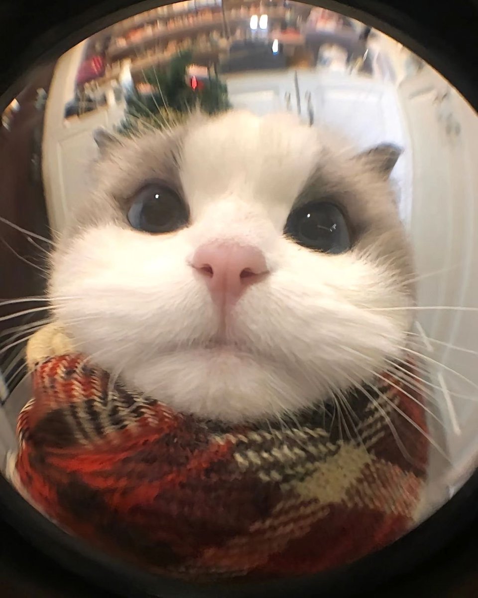 Punch Cat (@punchingcat) on Twitter photo 