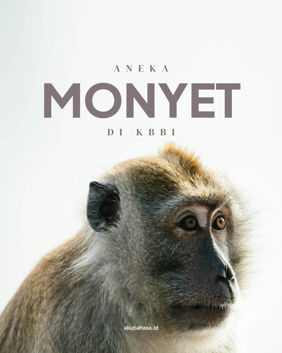 akubahasa_id's tweet image. Monyet.

#seninpintar #monyet #bahasaindonesia #akubahasa