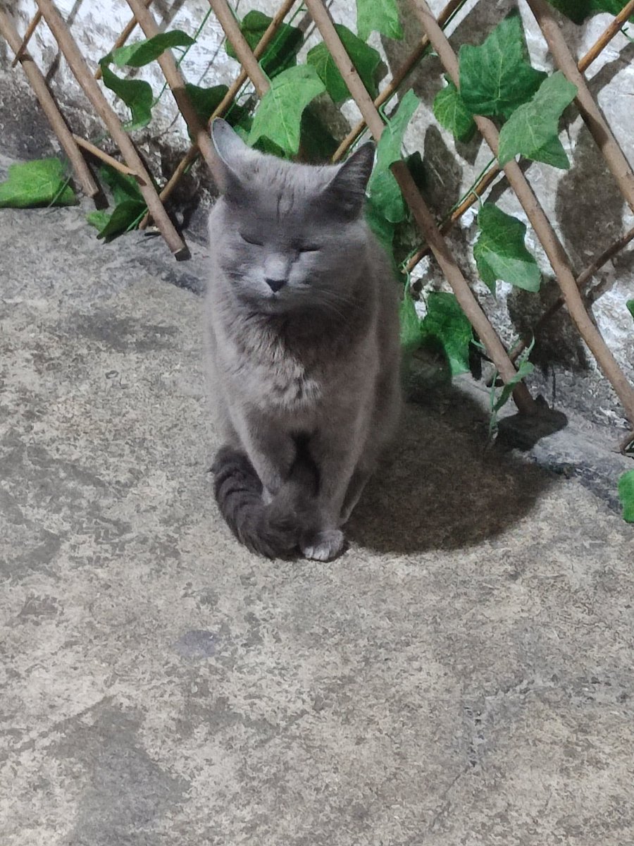 Tio Felino (Leo) tweet media