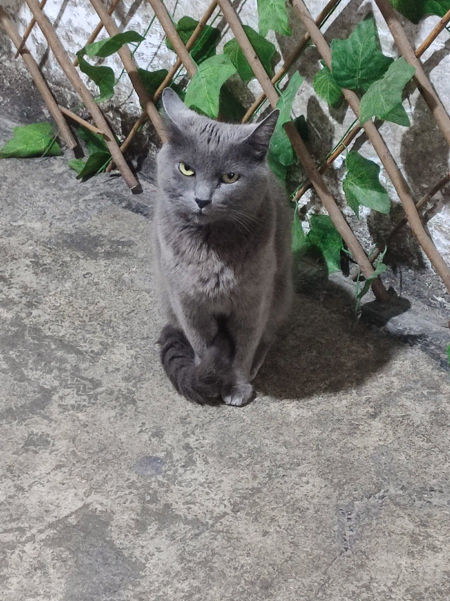 Tio Felino (Leo) tweet media