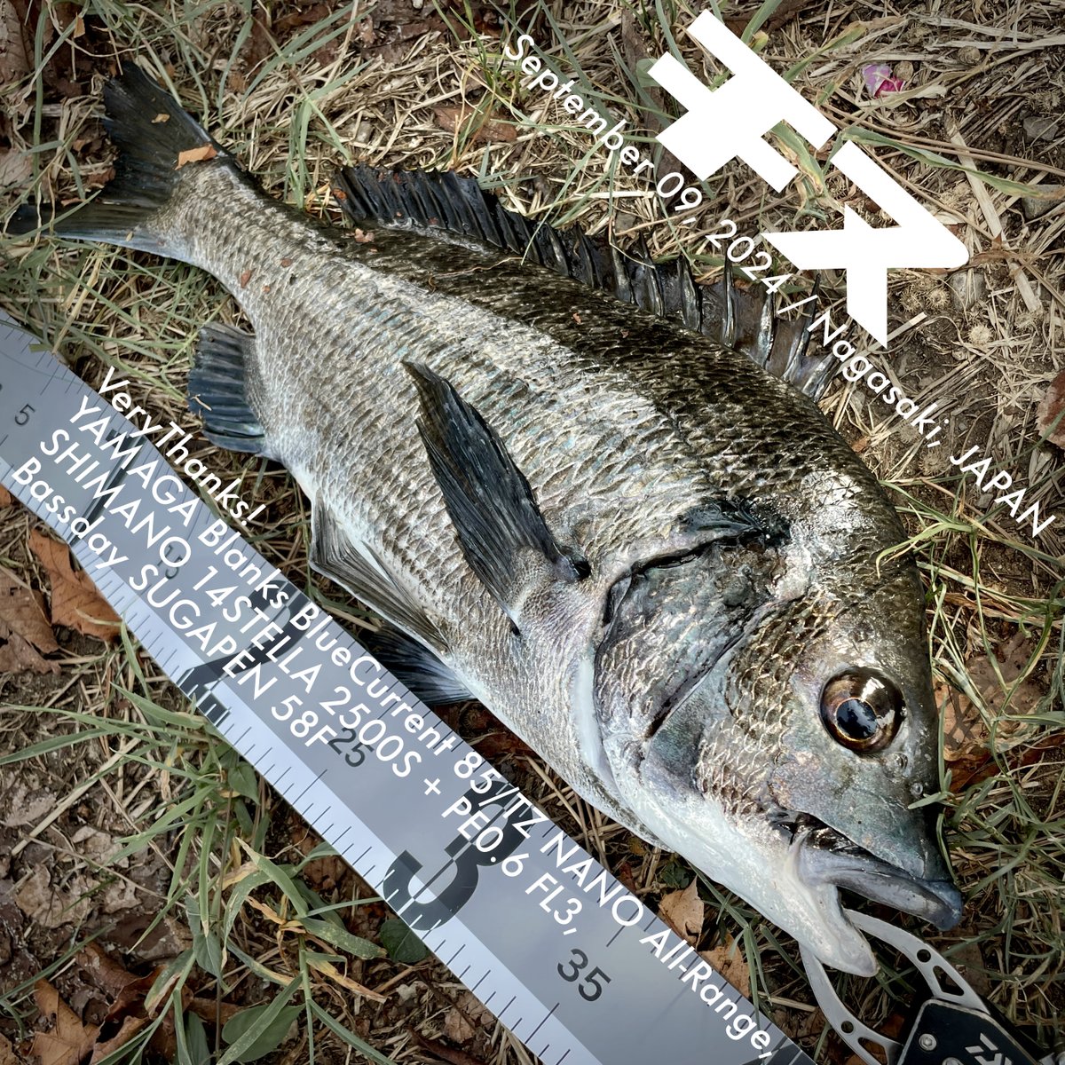 ooshima_'s tweet photo. またチヌ🐟 https://t.co/6N7ZZ6sIQJ