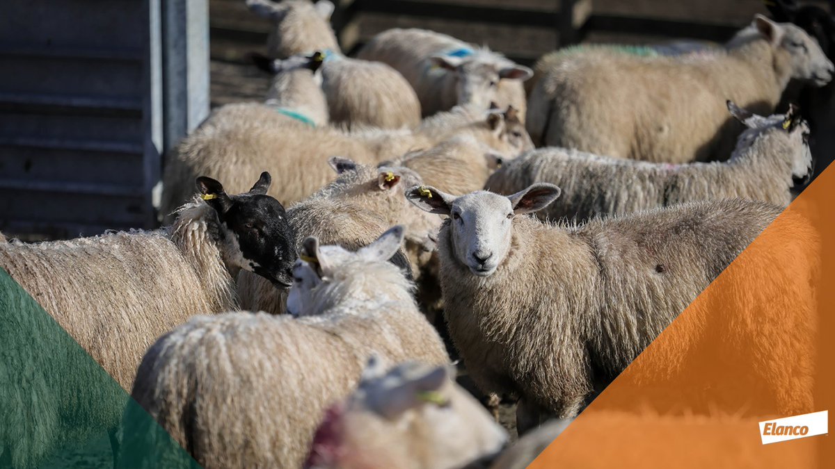 An accurate assessment of worm burdens relies on a good quality faecal sample.

Take a look at this video for some tips on how to collect a good sample for a FEC test 👉 bit.ly/4bSihah