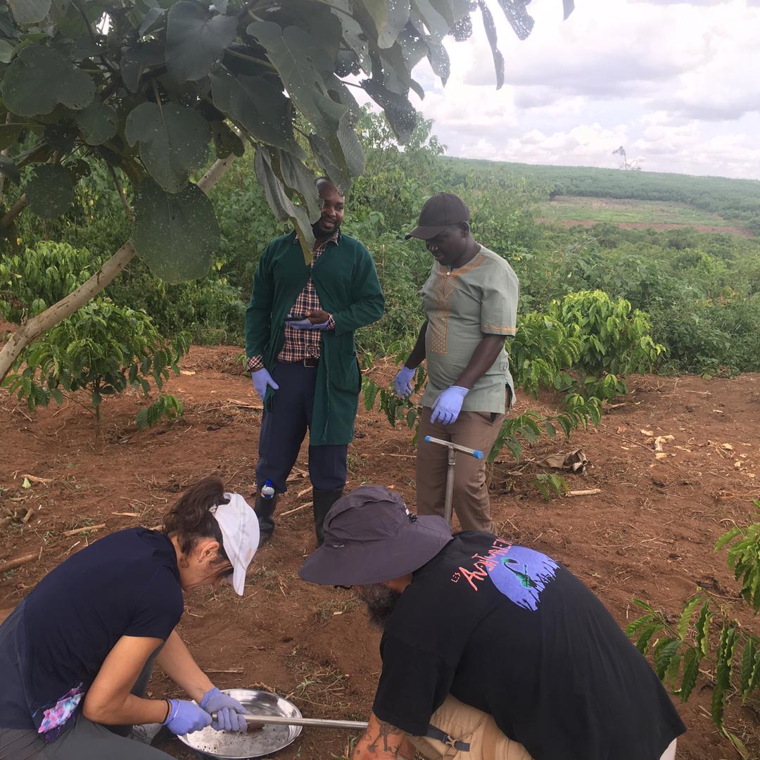 [#Belowground] 🇺🇬⛏️Because agroforestry isn't all about shade #SimonHabinshuti and coll. are studying the dynamic of #root #root interaction between #coffee &amp; #shade trees <a href="/NAFORRI_UG/">NARO-NaFORRI</a> <a href="/Cirad/">Cirad</a>
