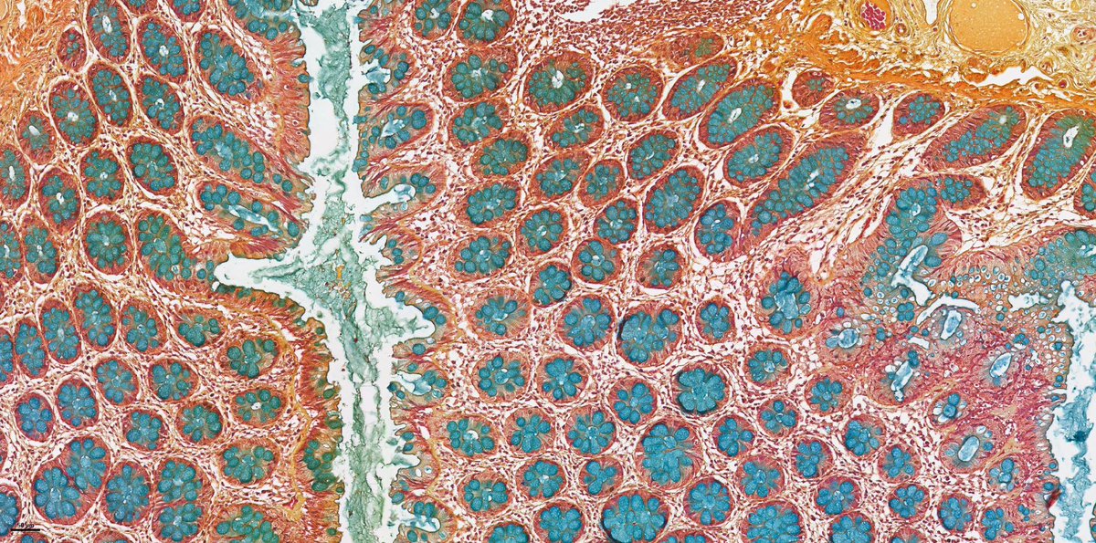 Cottrell Lab tweet media