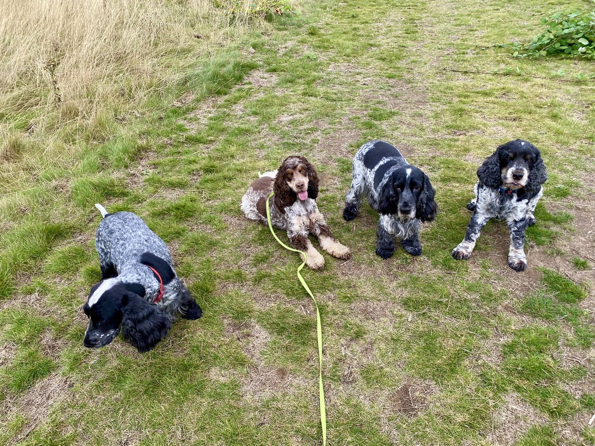 Walking-n-Wagging 🐾🐾 tweet media