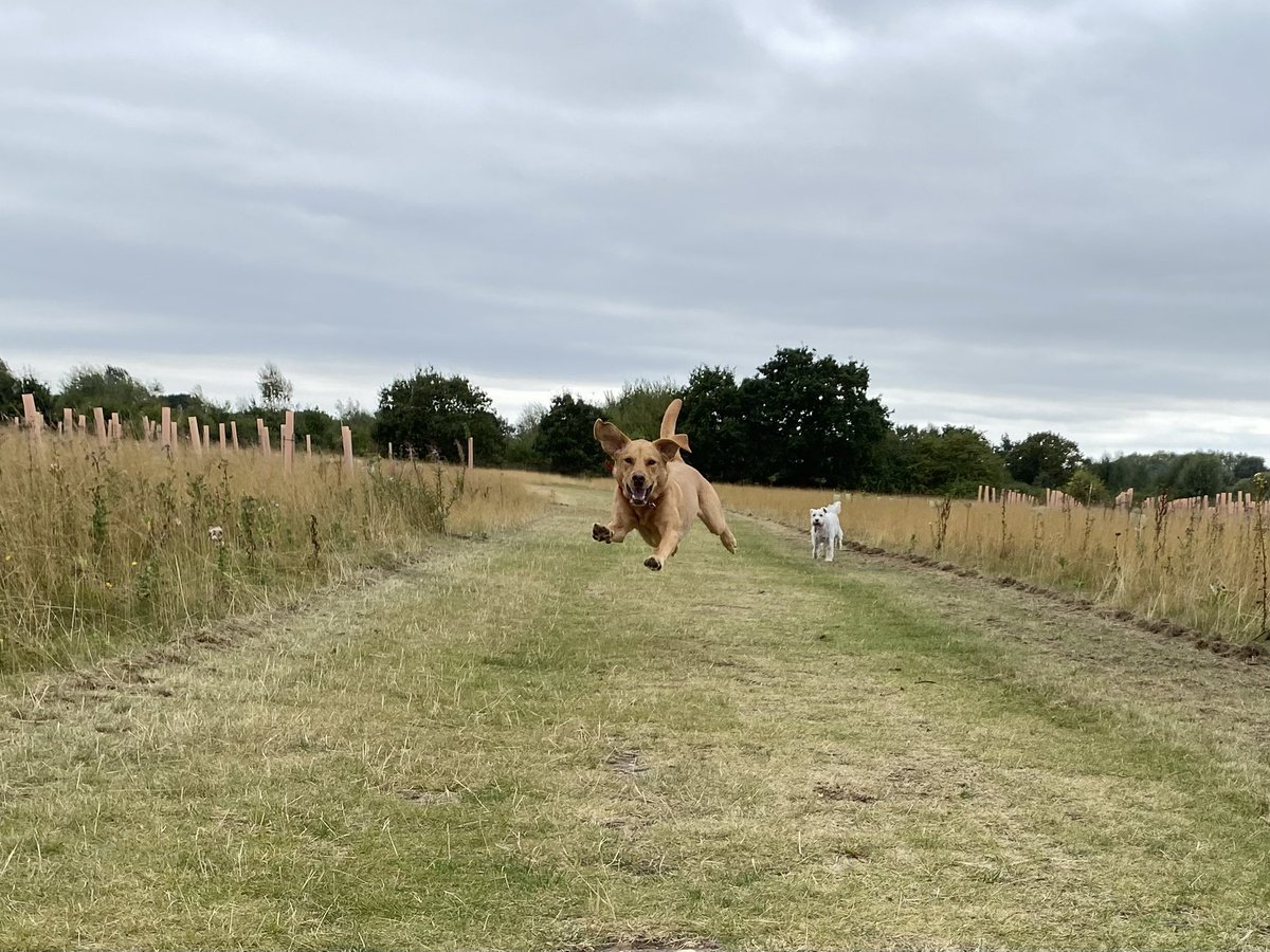 Walking-n-Wagging 🐾🐾 tweet media