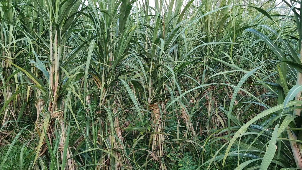 Co 0118.कृषक श्री मुनेन्दर राणा ग्राम महेश पुर देवबंद। इस प्लांट मे गेंहू बोने के साथ ट्रेच बनाया गया।खडे गेंहू मे माह फरवरी मे बनी हुई ट्रेच मे गन्ना बोया गया।गेहुं 15 quintal per एकड हुआ।सफल माडल।