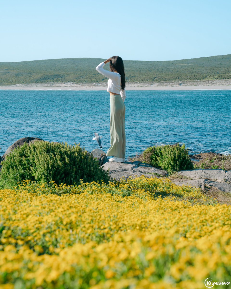 melissablanche_'s tweet photo. Soaking up Spring and all its beauty at West Coast National Park 🌼🌊 truly a sight to see around this time of year 💛 

#ThisIsLiving #ad https://t.co/ffVlnsIZDc