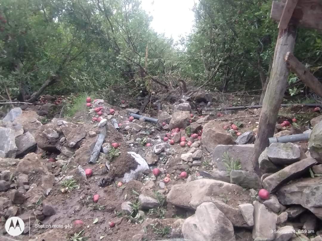 KinnaurSpiti's tweet photo. A massive rockslide from Piri cliff pierced through the apple orchards 🍏
of Pangi villagers, decades of hardwork came to nothing. #Himachal https://t.co/72LqG7tAMp