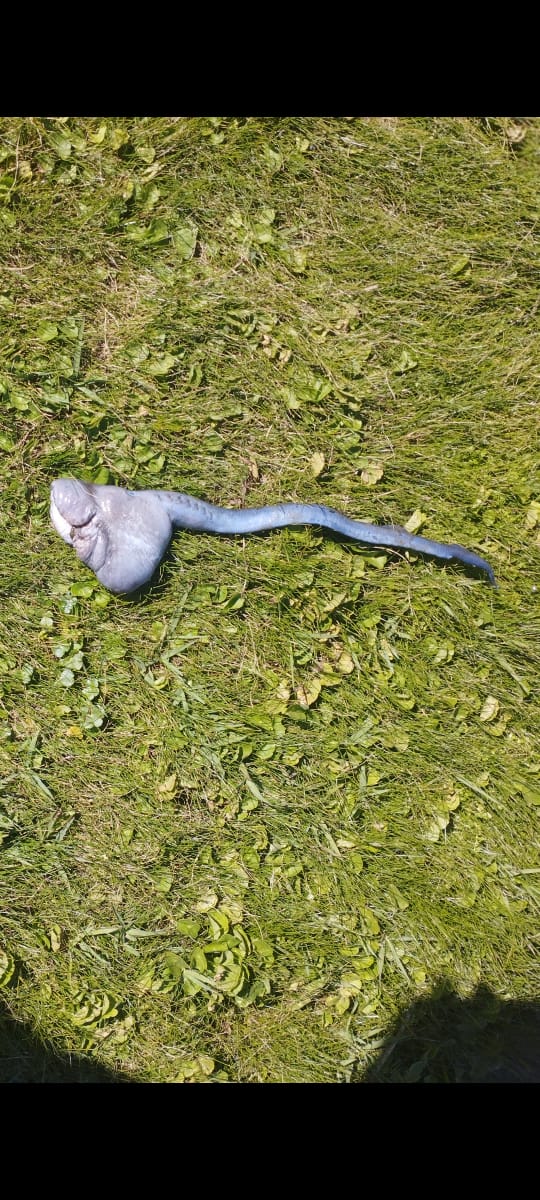 Benjamín Morales tweet media