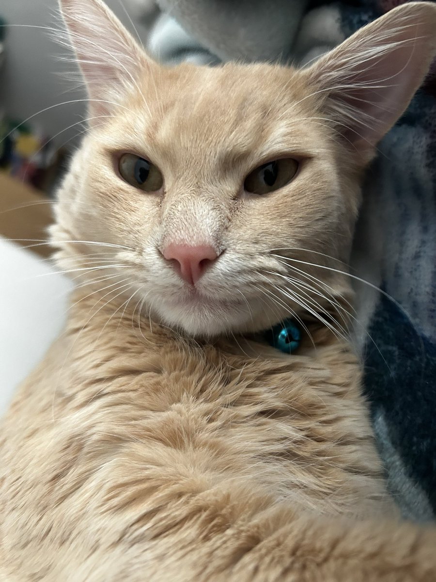 Ximenit46066978's tweet photo. #MiMascota se llama sabi y muerde ¡ayudaaa! Aún así es la carita más hermosa que tengo 🥺❤️ @PonchoYezka @Oye897 #OyeElDebraye https://t.co/iF0kkGyptg