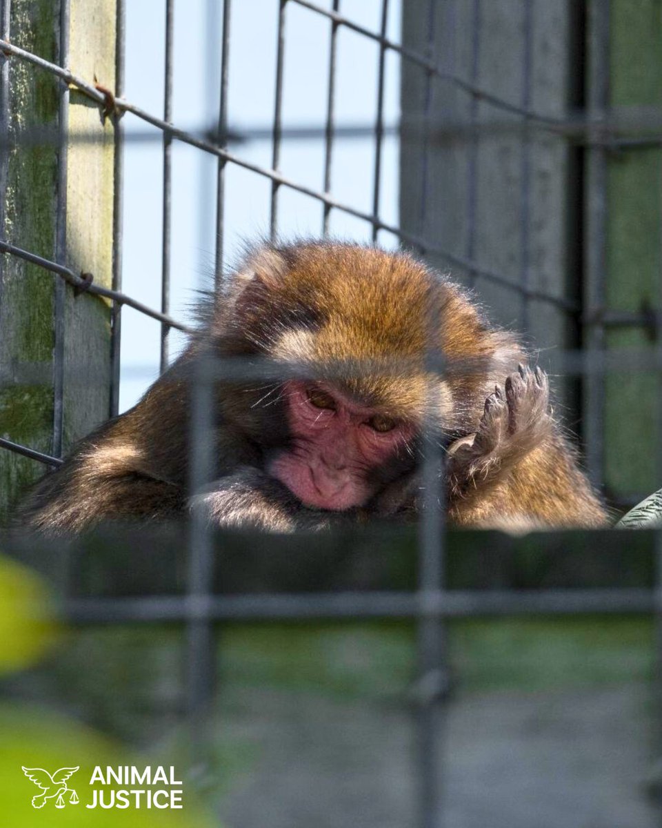 Boogie is suffering &amp; needs our help 😢 He spends his days alone in a small barren cage—biting himself, pacing, &amp; spinning in circles repeatedly at Bervie Zoo in Kincardine, Ontario. Please help us #SaveBoogie &amp; have him transferred to a sanctuary! 👉 animaljustice.ca/SaveBoogie
