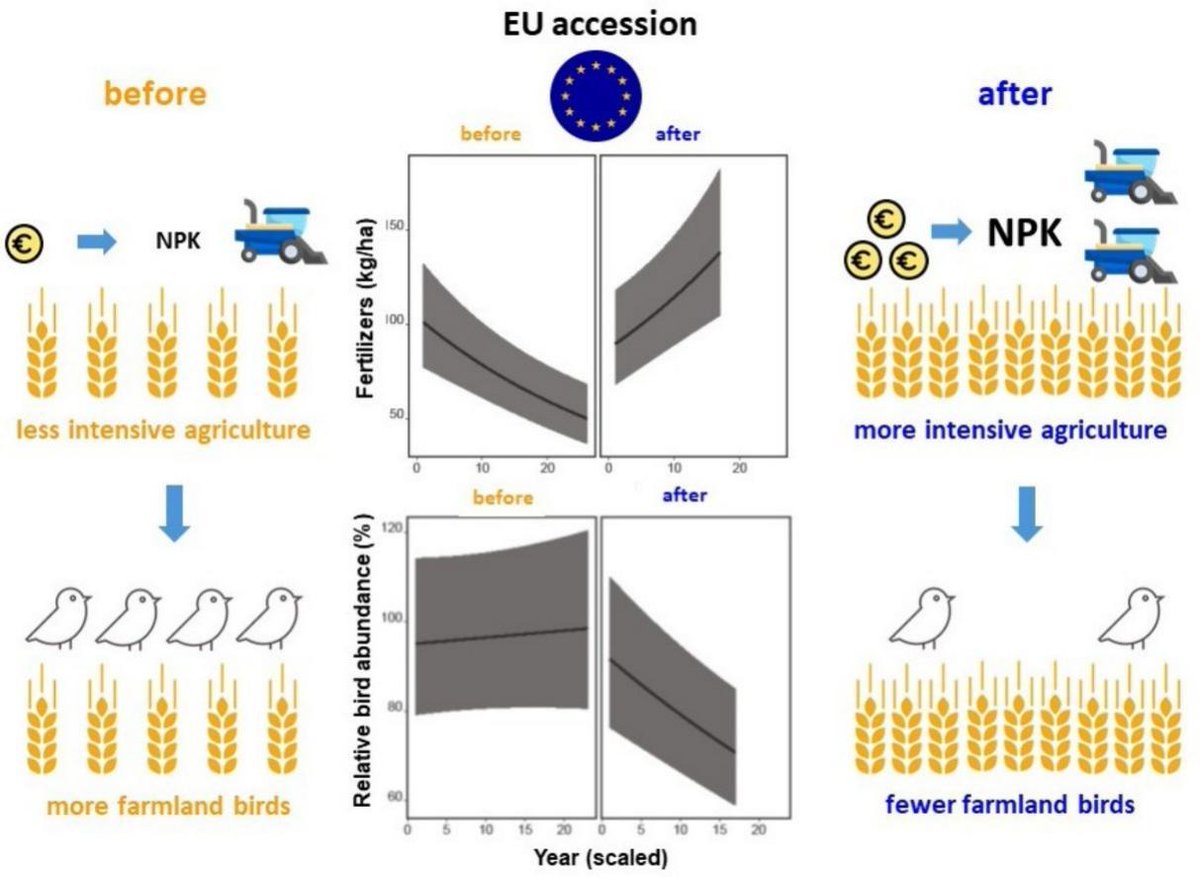 👉The intensity of agriculture in 7 countries that entered the EU in 2004 and 2007 increased after the accession, while farmland bird population trends started to decline.
🧐Read the new paper based on the PECBMS data in Science of the Total Environment:
sciencedirect.com/science/articl…