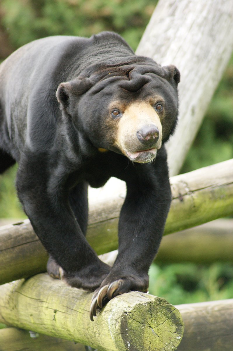 We are saddened to announce the passing of our beloved Bora, the Malayan Sun Bear.

Bora was born in Zoo Usti nad Labem in the Czech Republic on 10th of April 1993, and moved to Frankfurt. Bora arrived in Belfast Zoo in 1997.

To read more, please visit: bit.ly/4egK4Tv