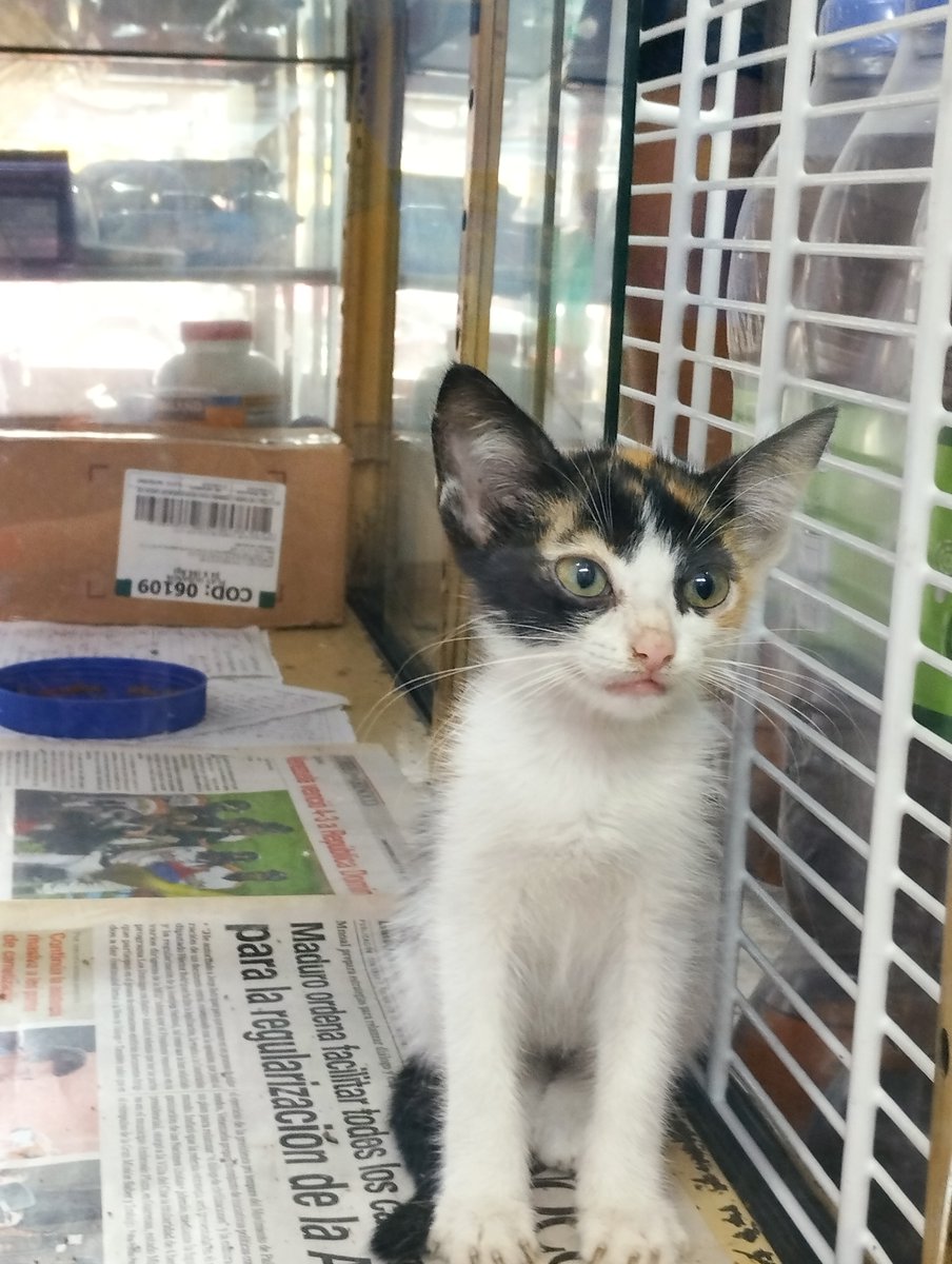 Esta Gatita de 2 meses llegó a mi trabajo, delgada, sucia y llena d pulgas. La cuidamos, es muy cariñosa y tranquila como agradeciendo que la sacáramos del infierno que es la calle para los animales
Adopta, esteriliza, prevengamos el abandono
Contacto 04241426545
#casosdeterceros