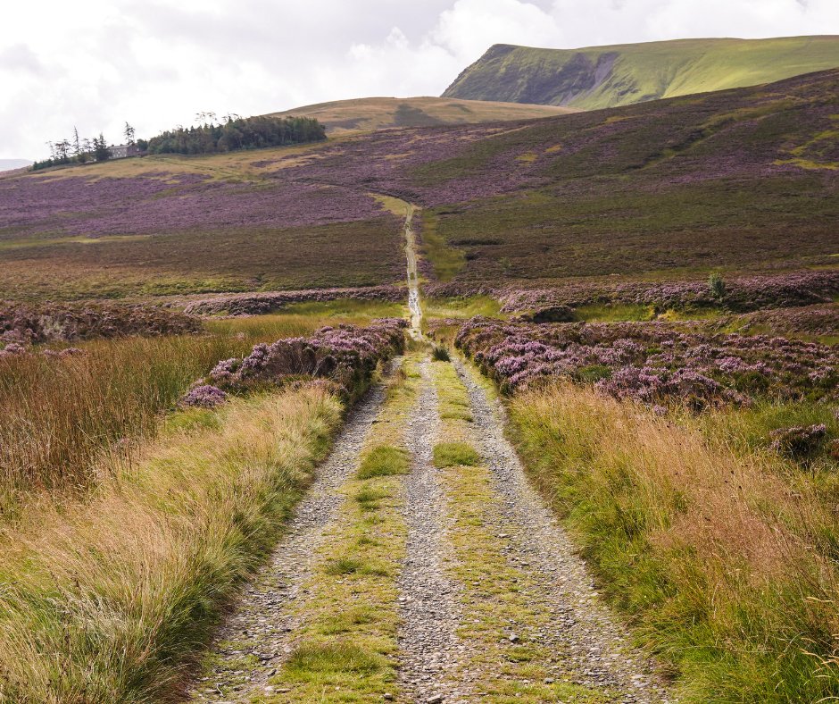 Amazing rewilding news! 

<a href="/cumbriawildlife/">CumbriaWildlifeTrust</a> have raised £5 million to help them rewild more than 1200 hectares of Cumbrian forest with temperate rainforest 🌳

Image: Harry Shepard 

(1/3)